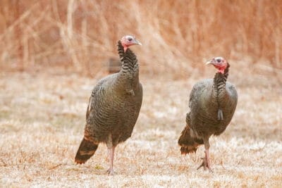 Wild Turkey - eBird