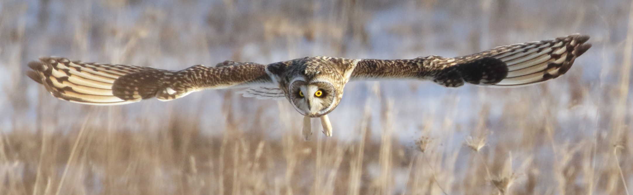 Short-eared Owl